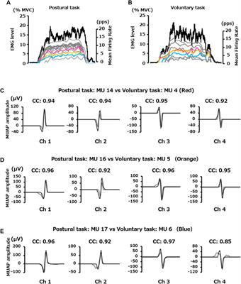 Differences in motor unit firing properties of the vastus lateralis muscle during postural and voluntary tasks